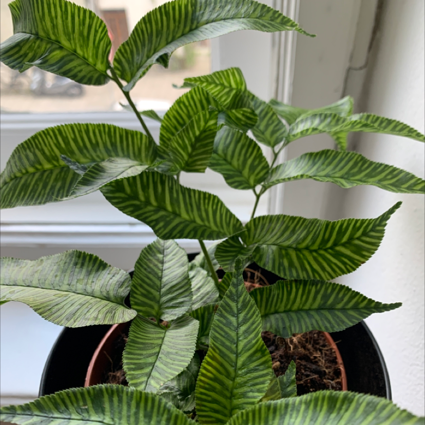 Photo of the plant species Golden Zebra Fern by @Pocahontas named Fanny on Greg, the plant care app