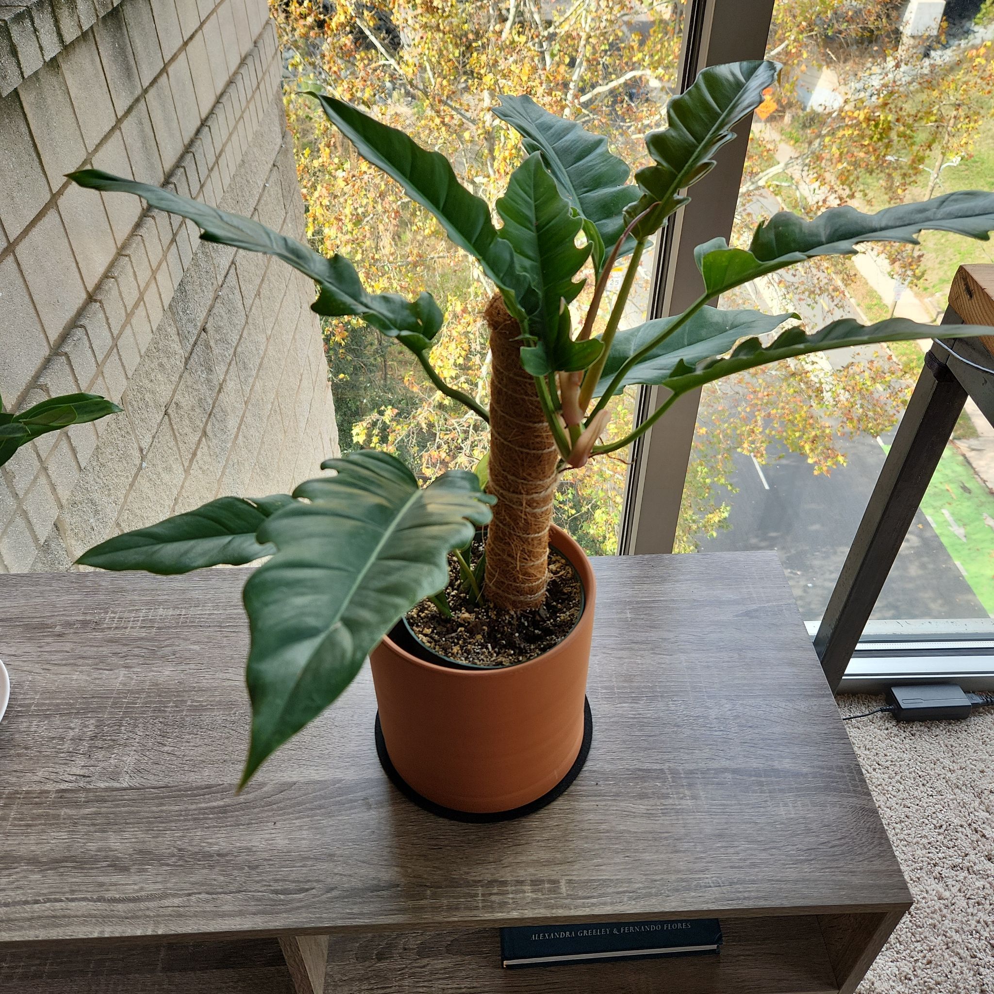 Tiger Tooth Philodendron in a terracotta pot on a wooden surface near a window.