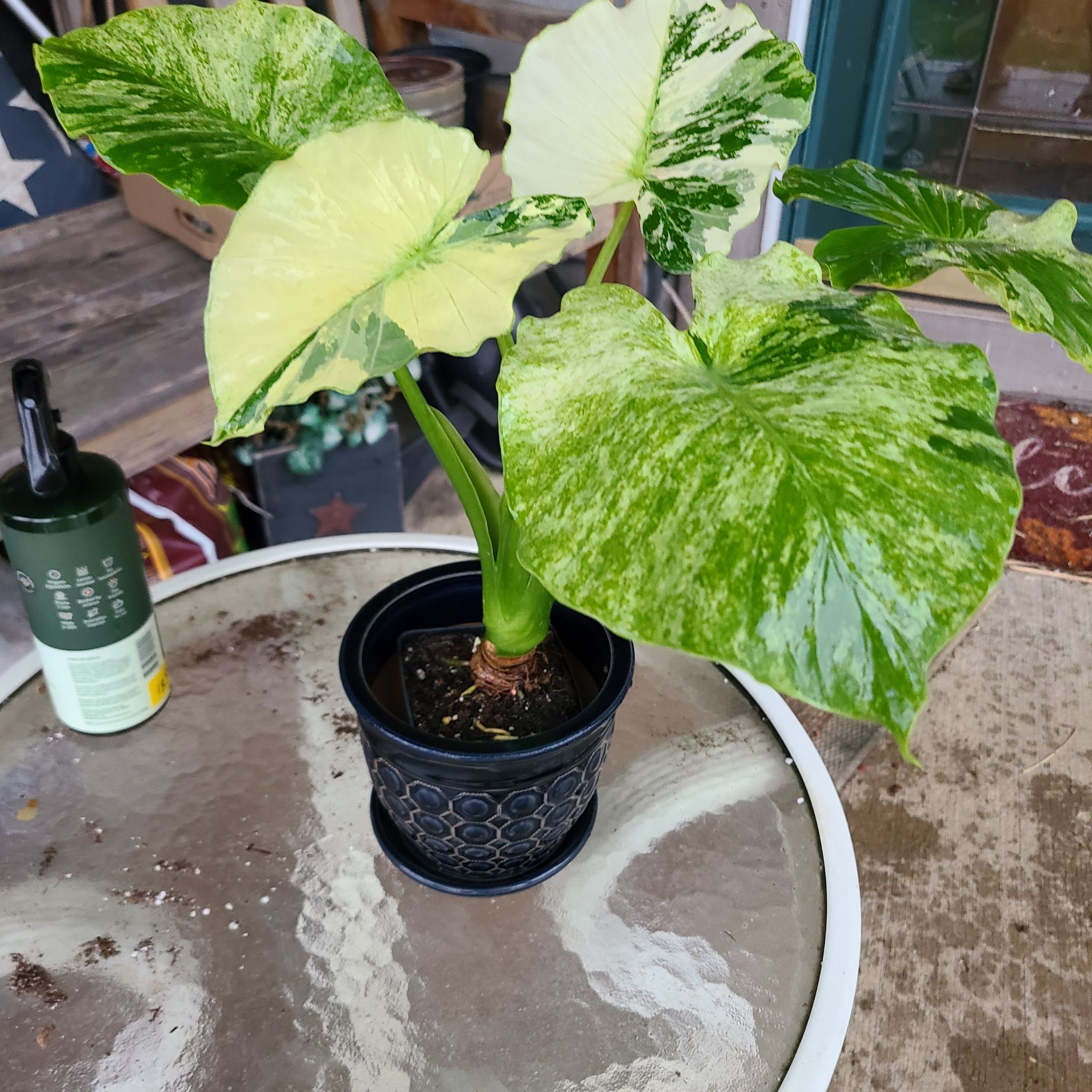 Variegated Alocasia plant in a pot on a glass table with healthy, variegated leaves.
