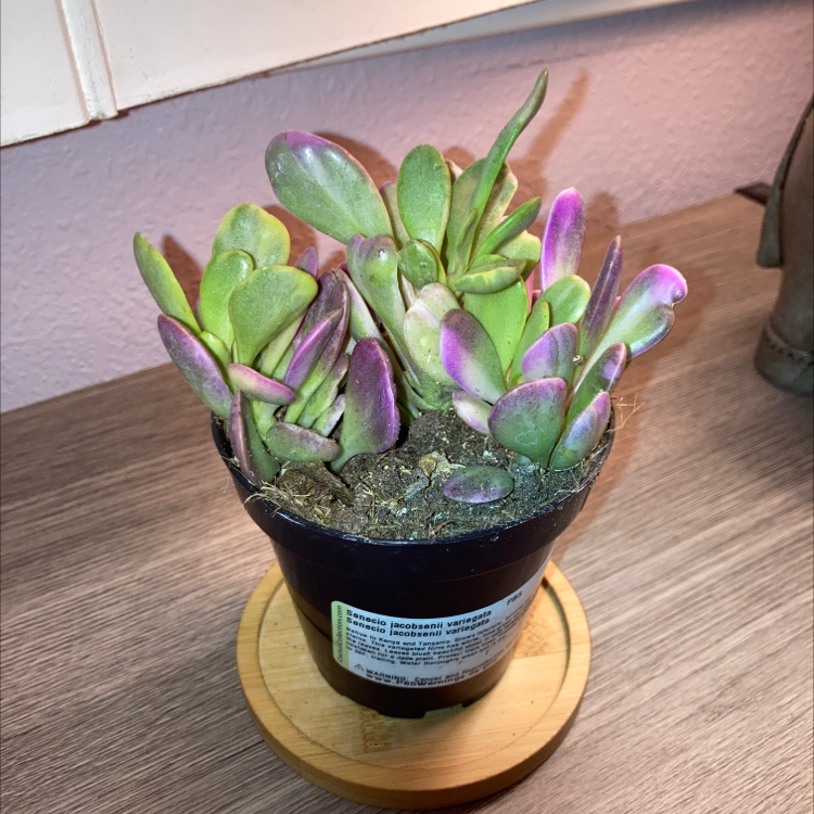 Photo of the plant species Trailing Jade by @emmacbaker named sage on Greg, the plant care app