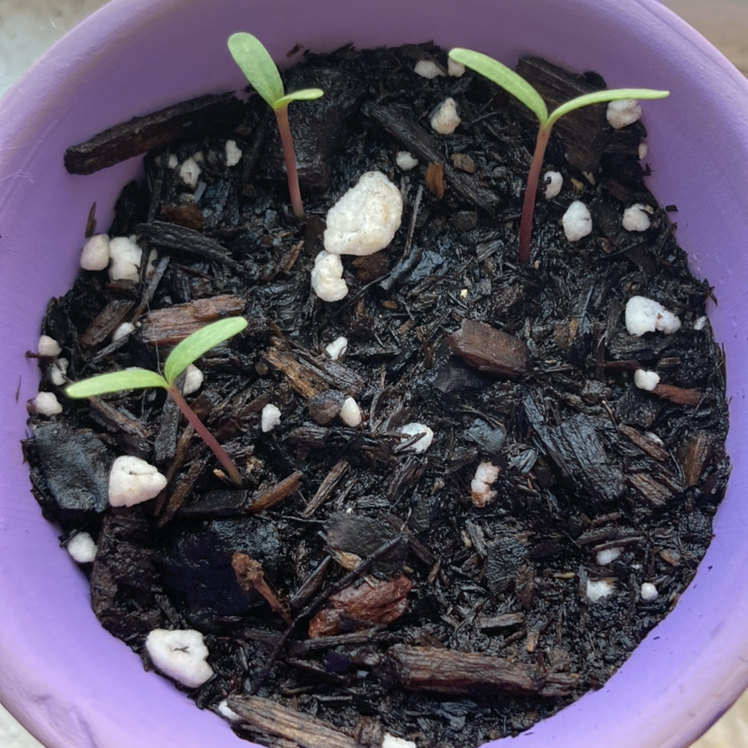 Young African Marigold seedlings in a small pot with visible soil.