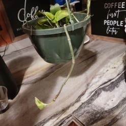Pothos 'Green Queen' plant