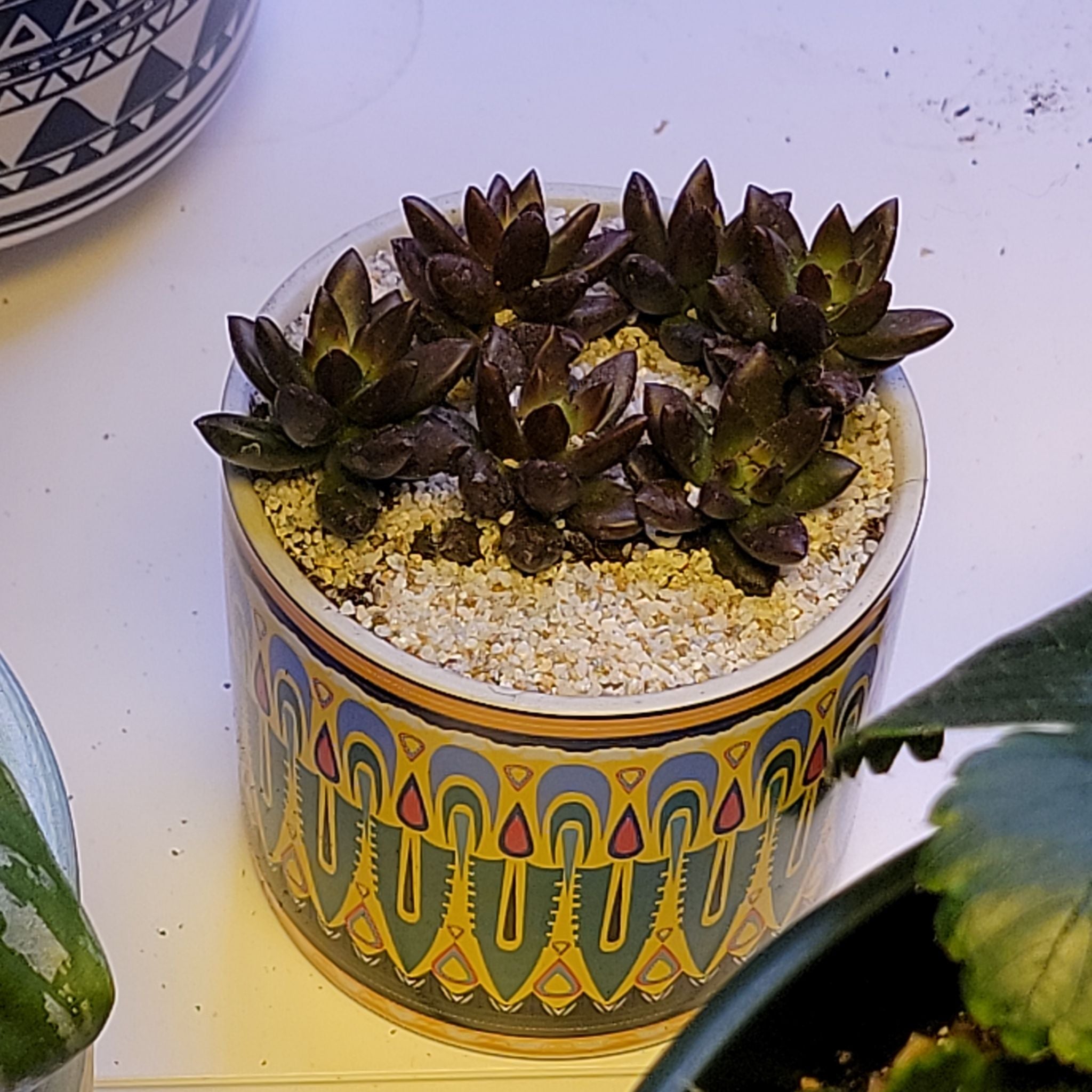 Black Spots on My Jet Beads Stonecrop Leaves