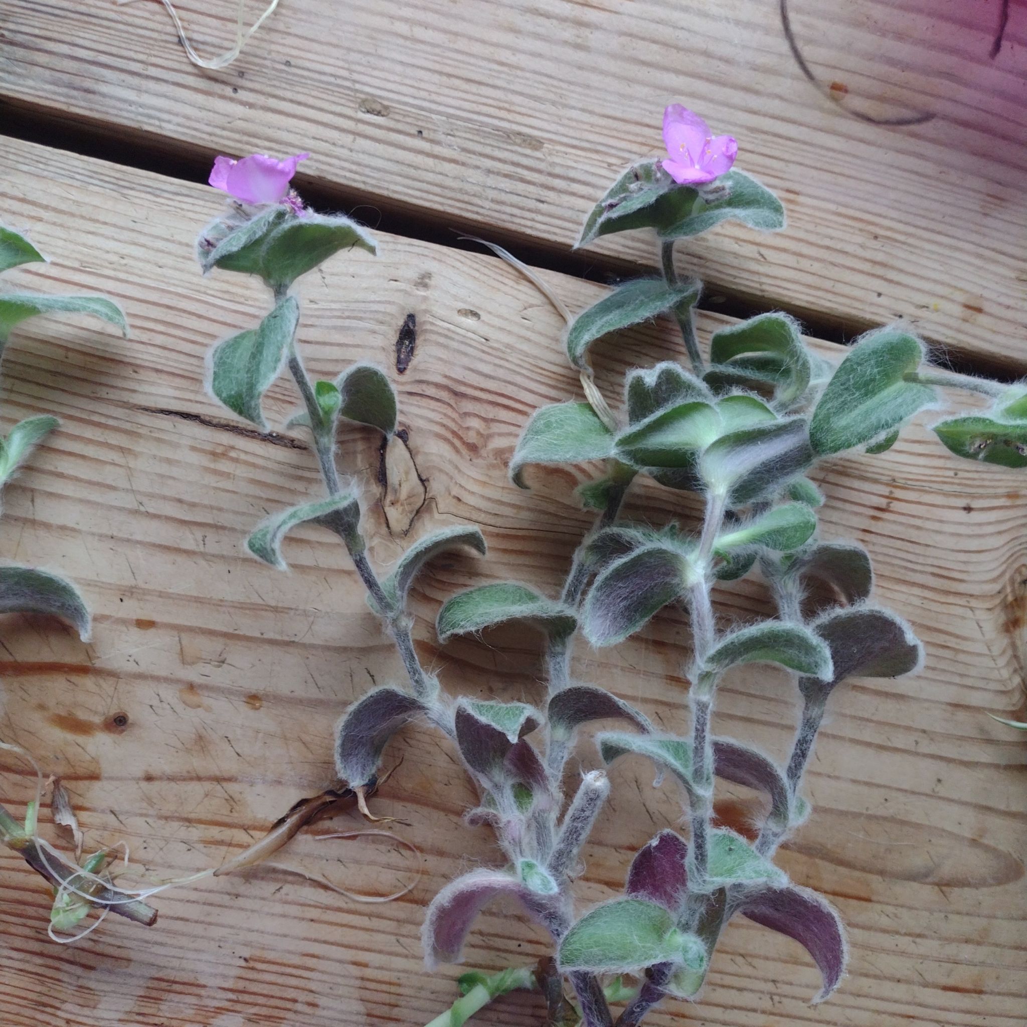 Photo of the plant species White Velvet by @BuffKalanchoe named Purple flower on Greg, the plant care app
