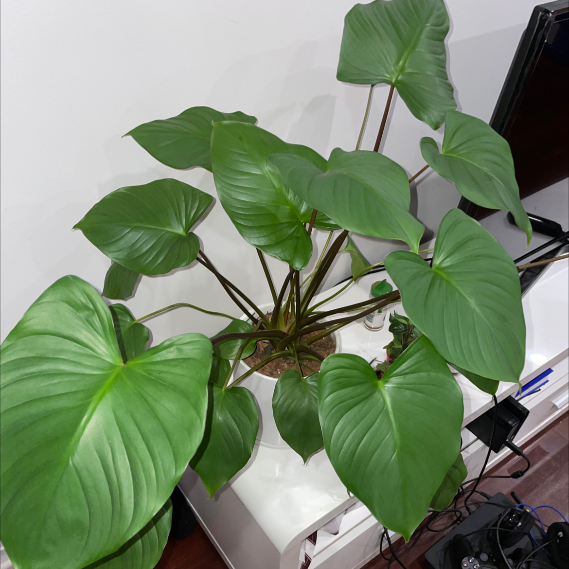Homalomena Maggy plant with large, glossy green leaves, well-framed and centered.