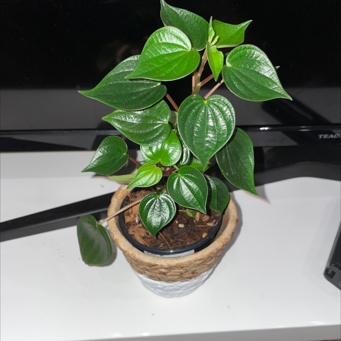 Healthy Peperomia Red Log plant in a small pot with vibrant green leaves.