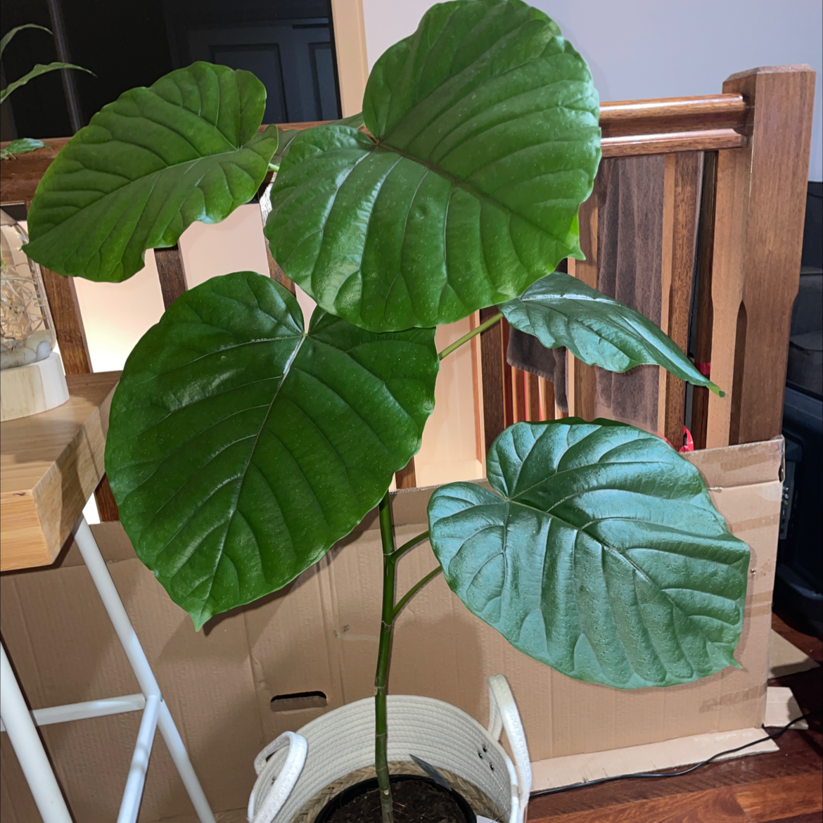 Ficus umbellata plant with large green leaves in a white pot, background includes wooden furniture.