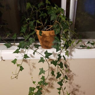 English Ivy plant in Scappoose, Oregon