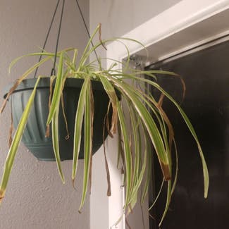 Spider Plant plant in Scappoose, Oregon