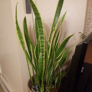 Snake Plant plant in Scappoose, Oregon