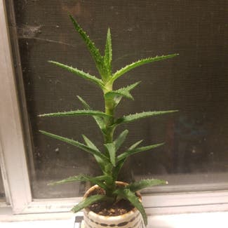 Aloe Vera plant in Scappoose, Oregon