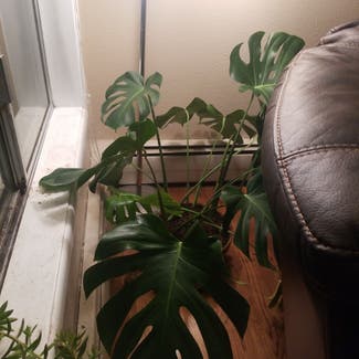Monstera plant in Scappoose, Oregon