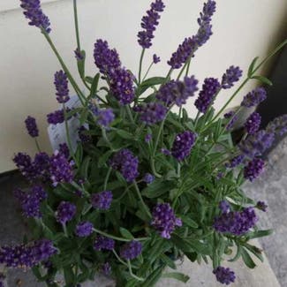 English Lavender plant in Scappoose, Oregon
