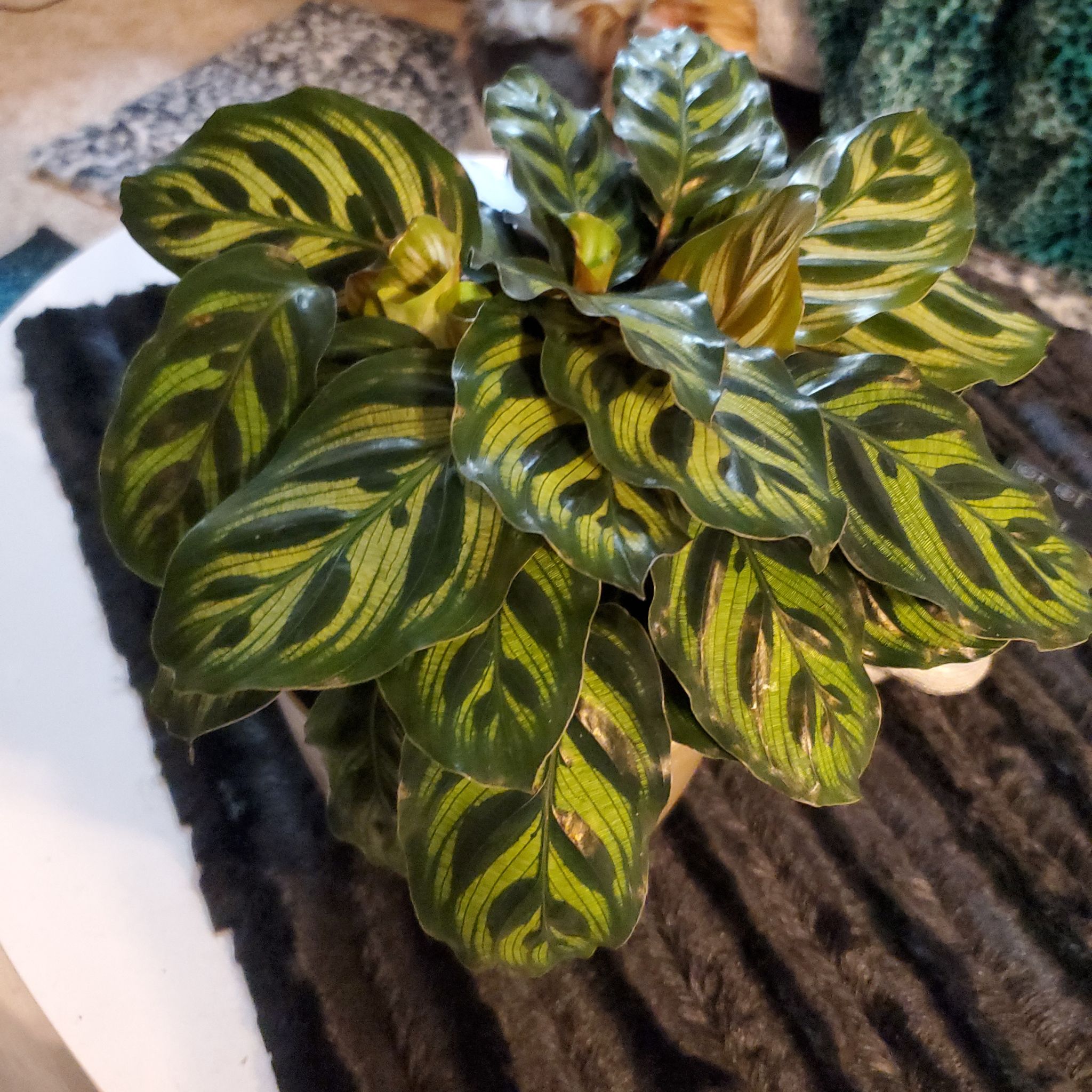 Verde