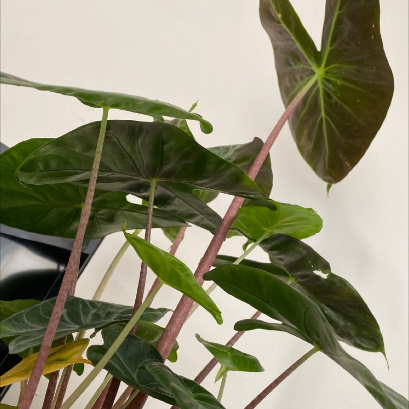 Taro plant photo by @kaeru named demeter on Greg, the plant care app.
