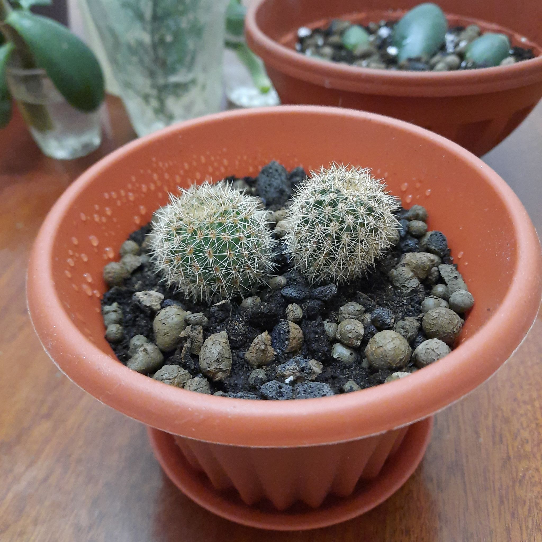 Scarlet Ball Cactus in a pot with rocky soil, well-framed and focused.