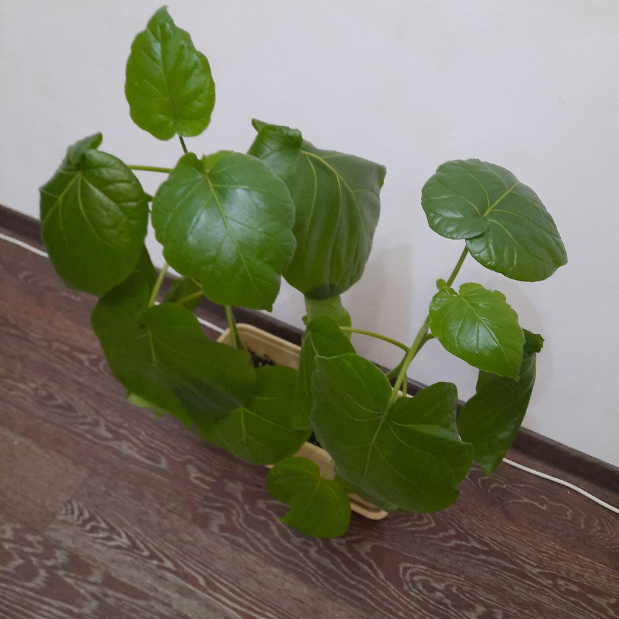Tamarillo uploaded to the Greg plant app by @biofakerka