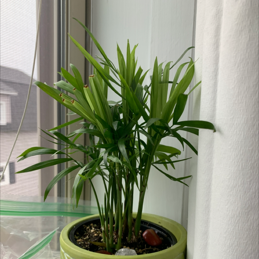 Healthy, thriving Rhapis palm plant in clear container with visible soil. Multiple vibrant green fronds, no signs of disease or damage.