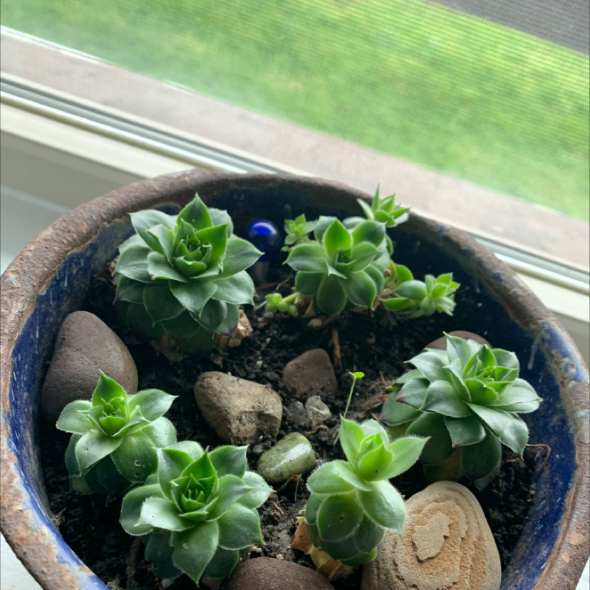 Photo of the plant species Hens and Chicks 'Silver King' by @graceyhayess named comfortably numb on Greg, the plant care app