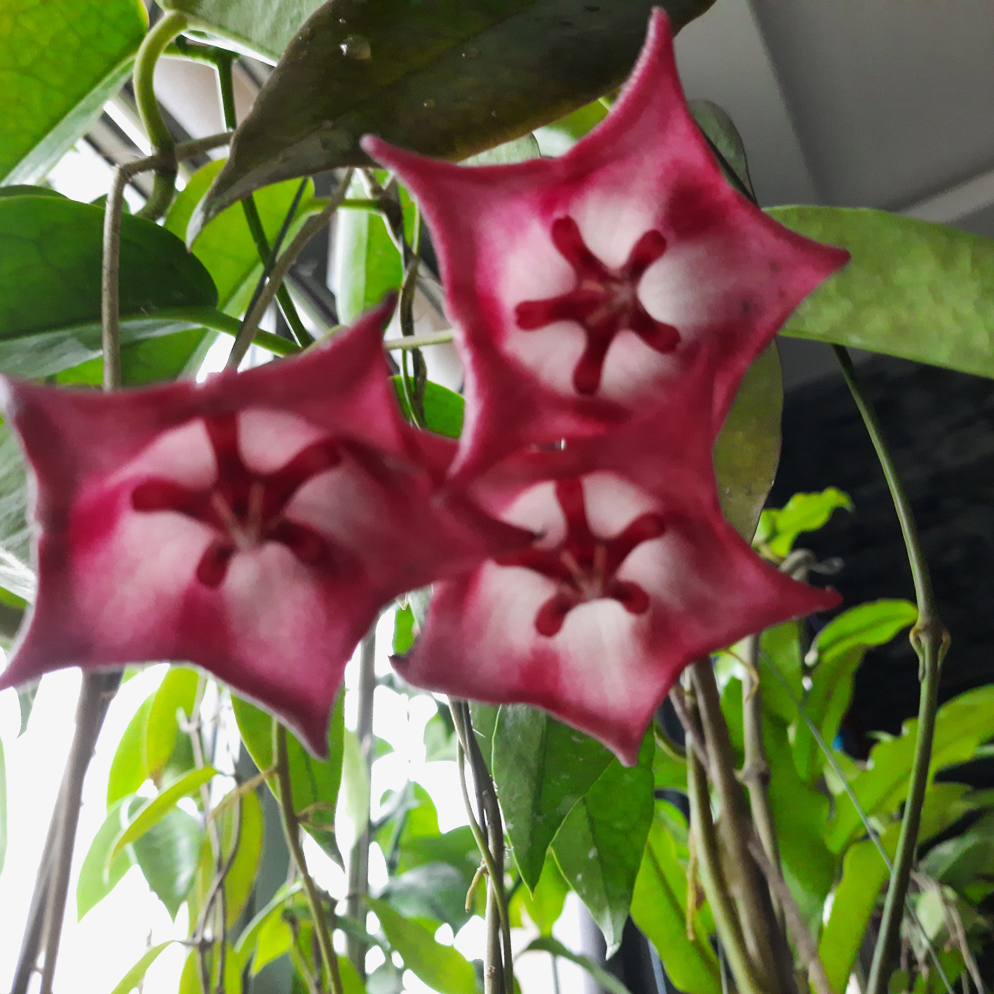 Photo of the plant species Hoya Kaimuki by @BlazingBokchoi named Hoya Kaimuki on Greg, the plant care app