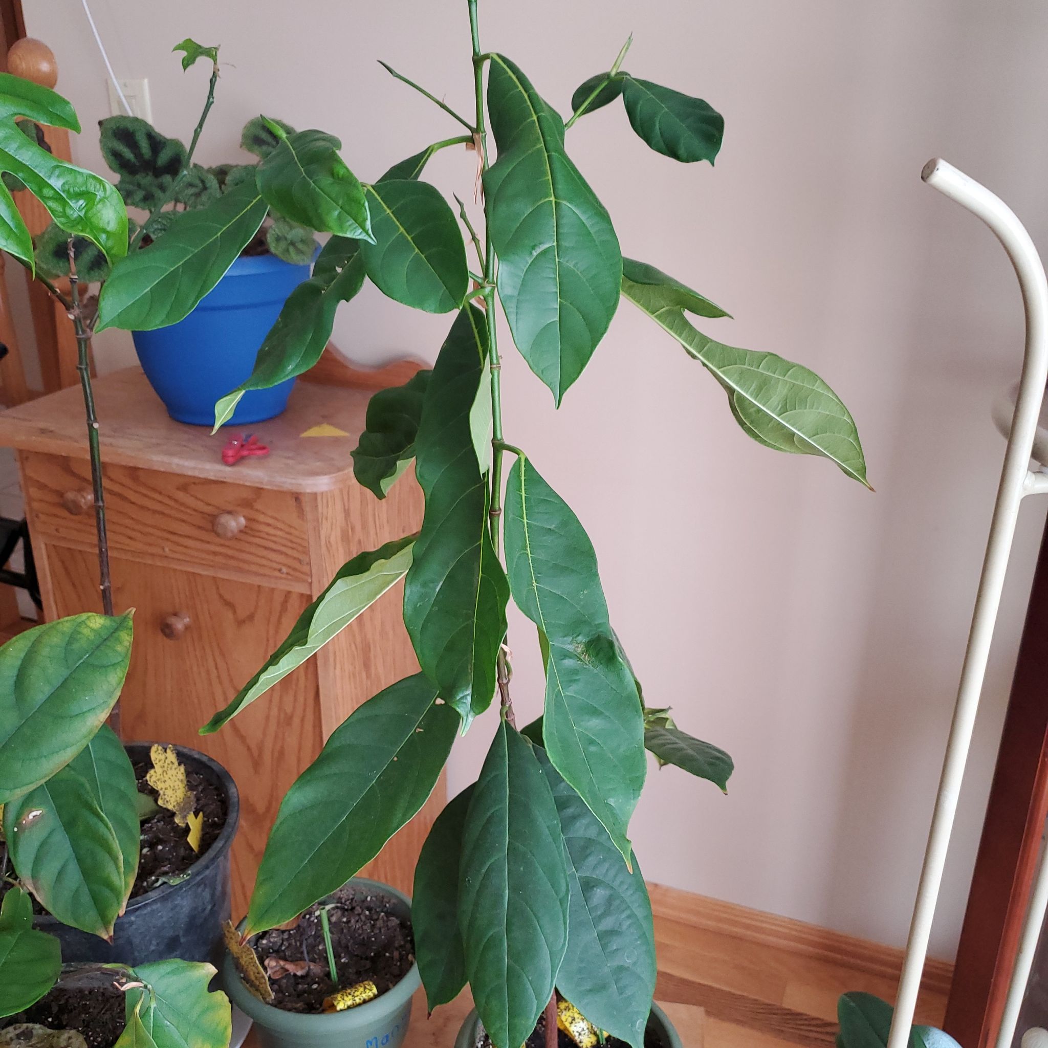 A young jackfruit plant with healthy green leaves in a pot indoors.