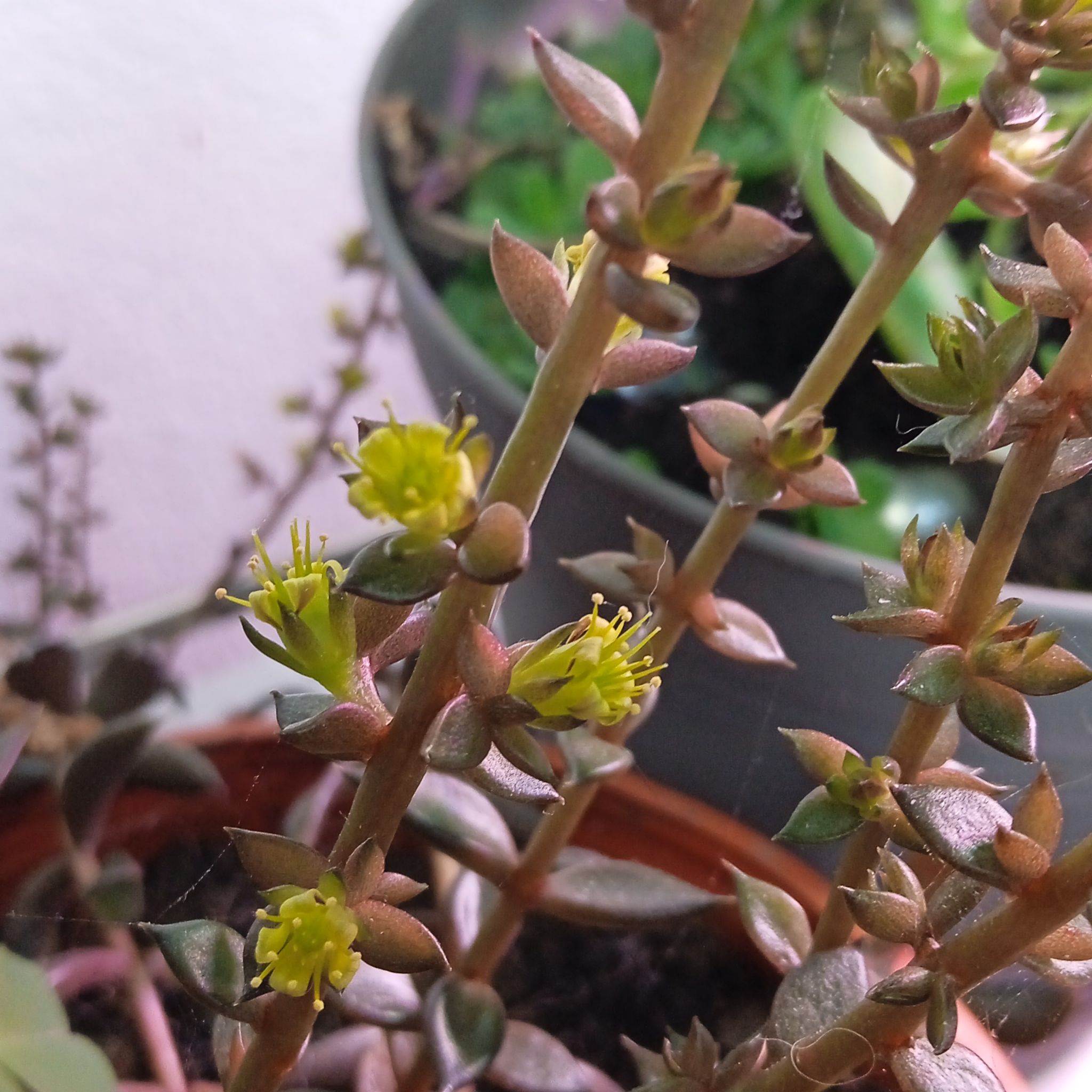 San Gabriel River Dudleya with small yellow flowers in a pot, background includes other plants.