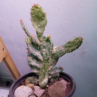 Dwarf Prickly Pear Cactus plant in Boquete, Chiriquí