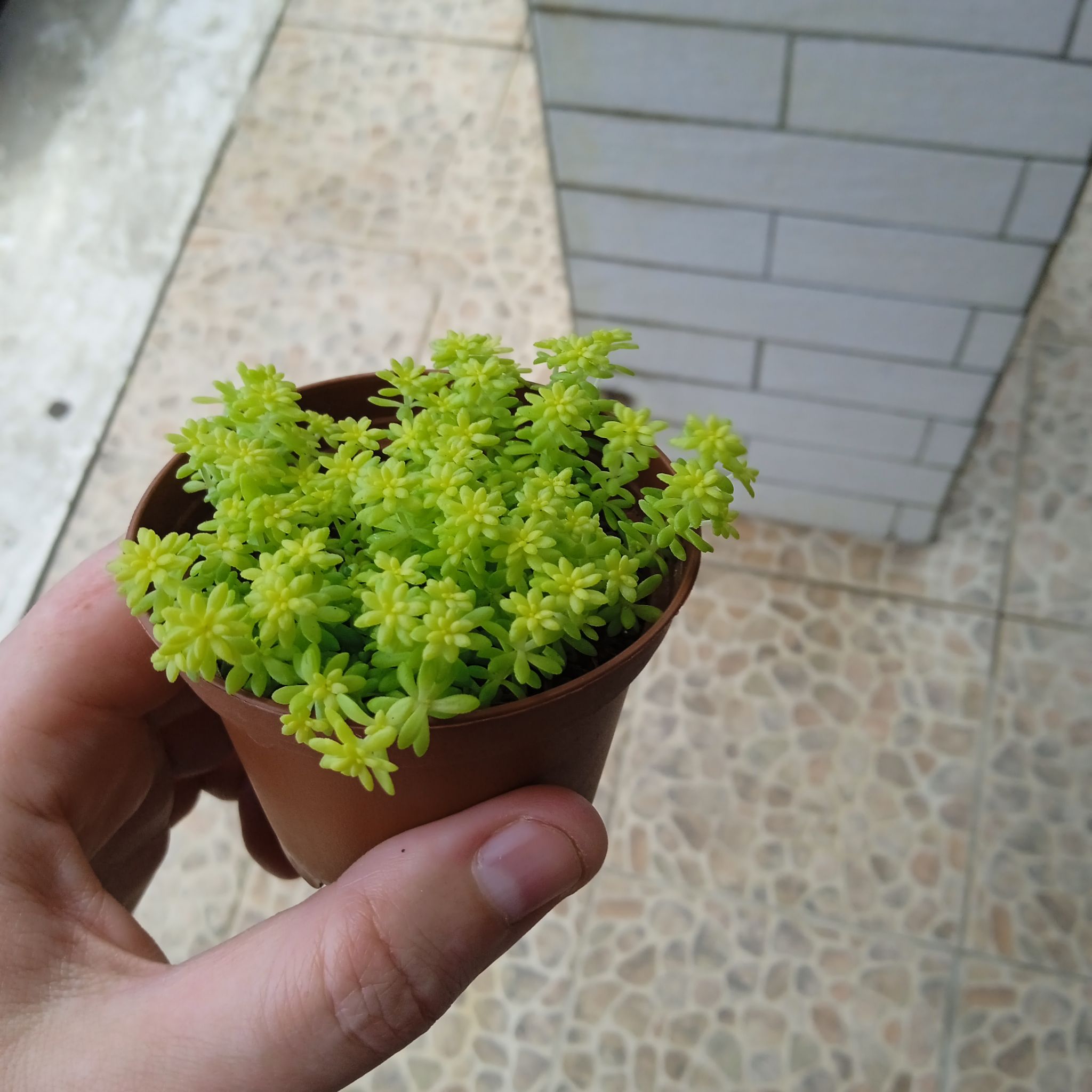 A healthy Spanish Stonecrop plant in a small pot, held by a hand.
