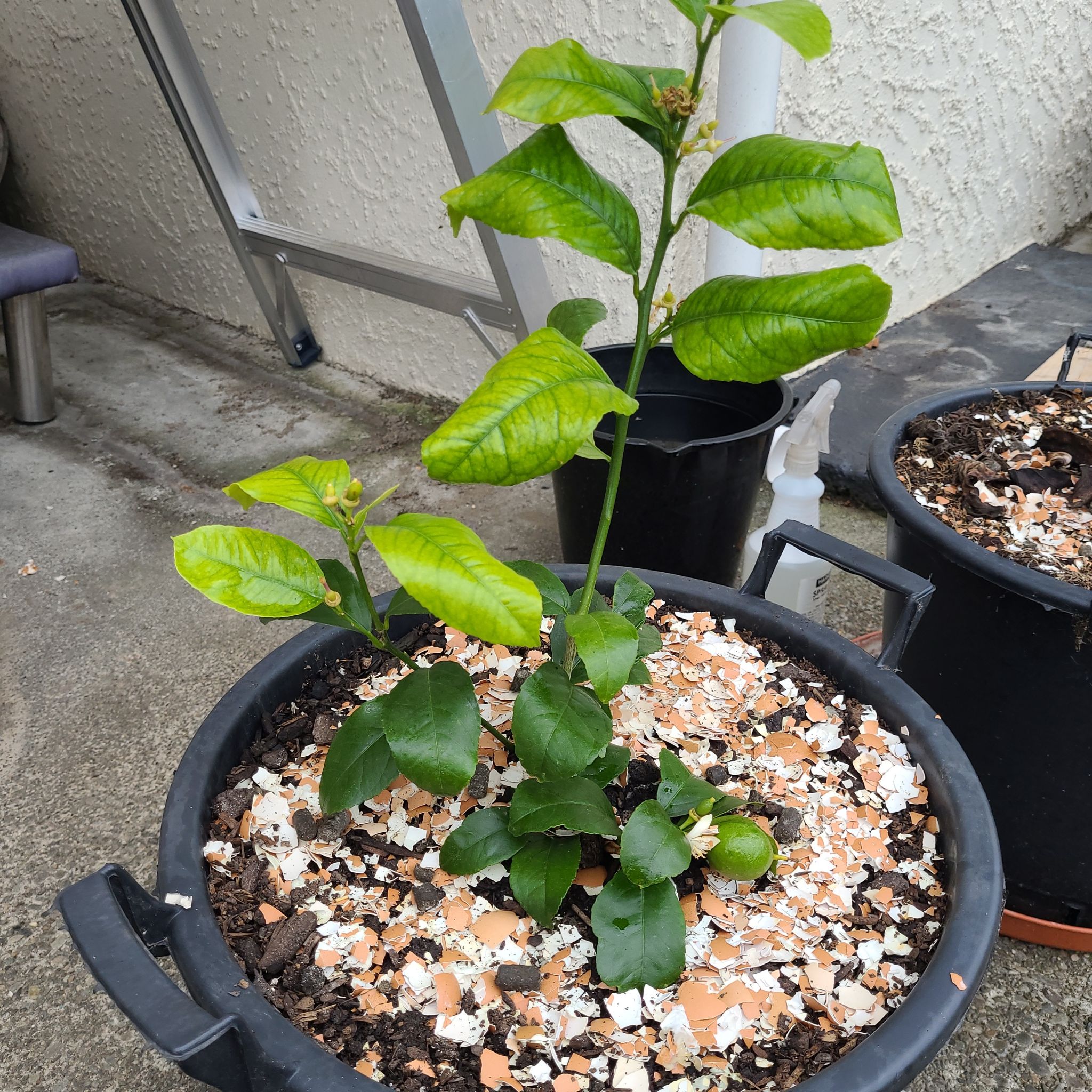 Photo of the plant species Citrus medica by @MasterSeaoats named Meyer lemon on Greg, the plant care app