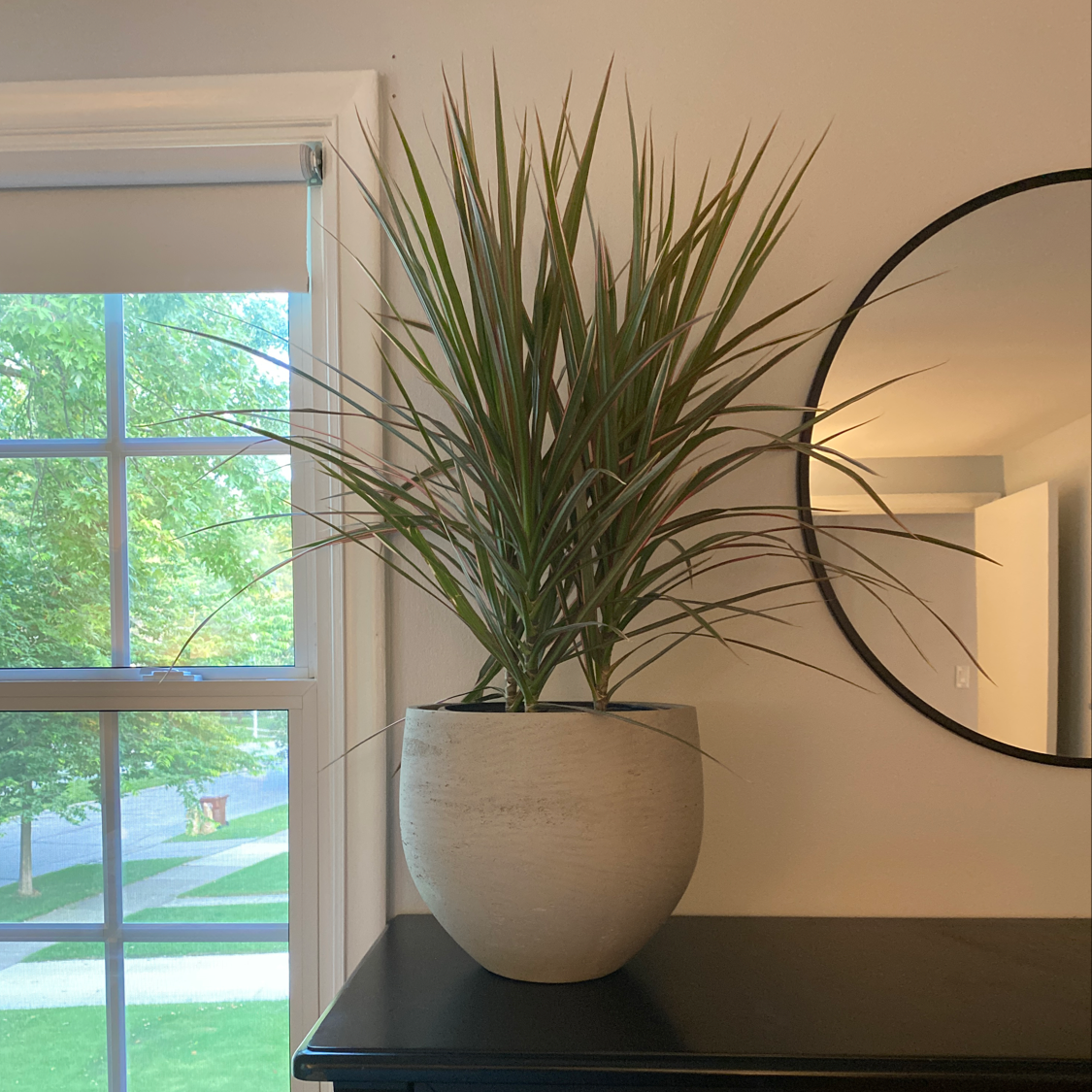 Dracaena 'Ray of Sunshine' plant in a pot near a window, appears healthy.