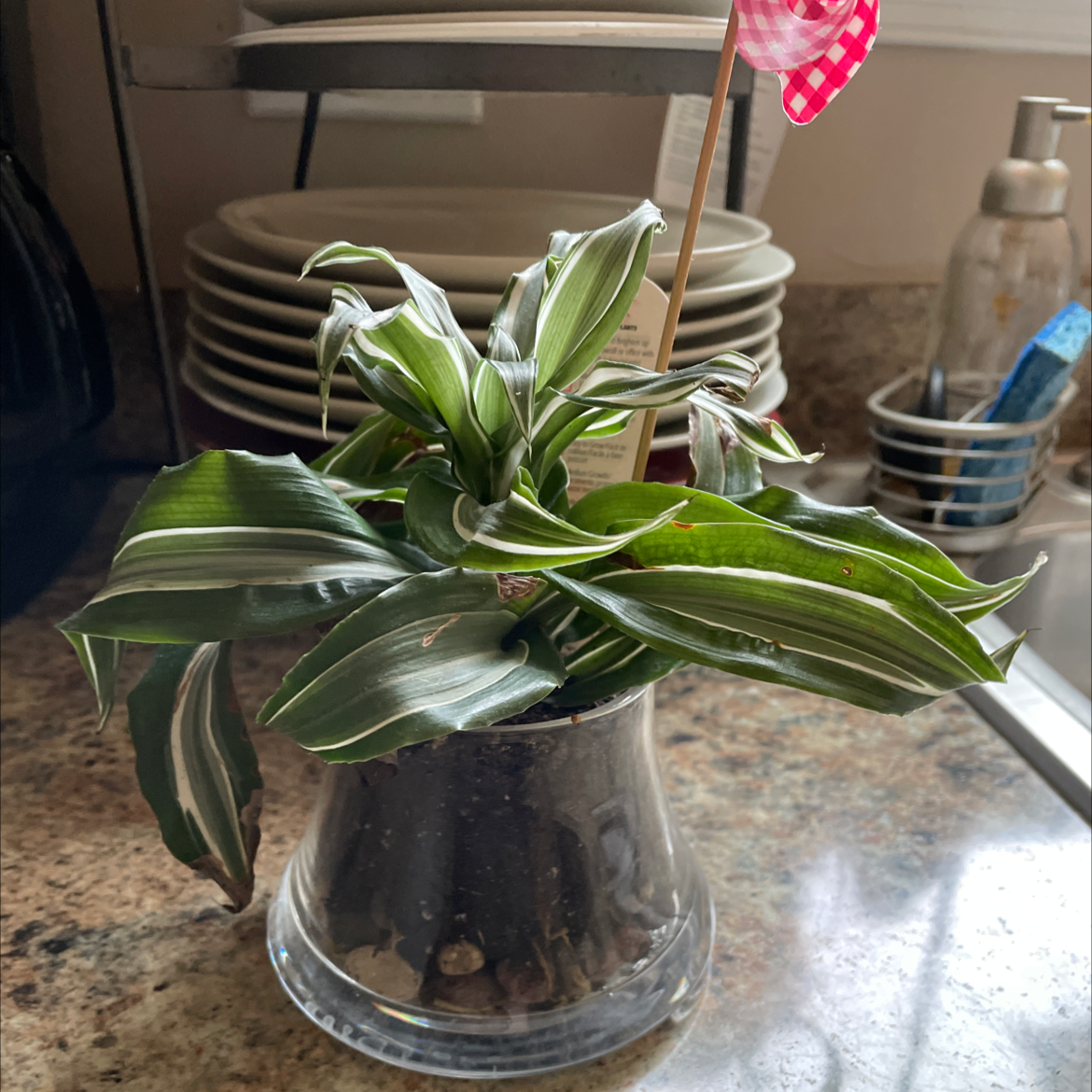 Dracaena 'Sted Sol Cane' plant in a glass pot on a kitchen counter.
