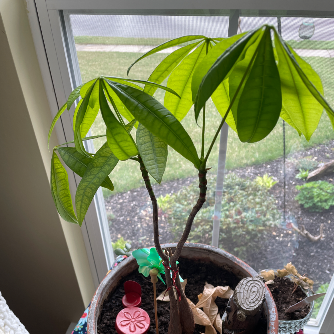 Money Tree plant photo by Kaylyn named Money Tree on Greg, the plant care app.