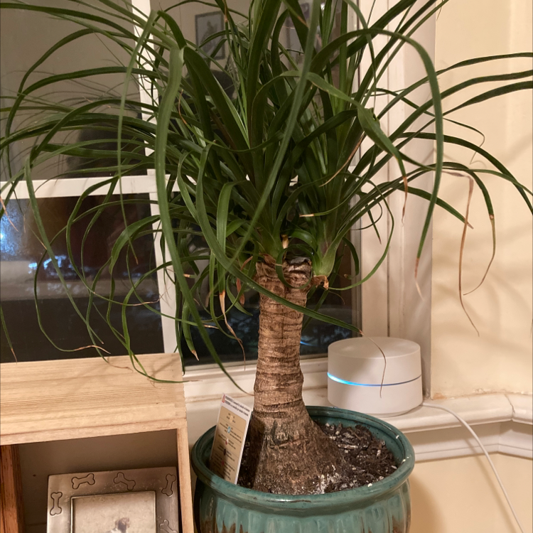 Bottle Palm Tree plant photo by @emily_henninger named Alphonso on Greg, the plant care app.