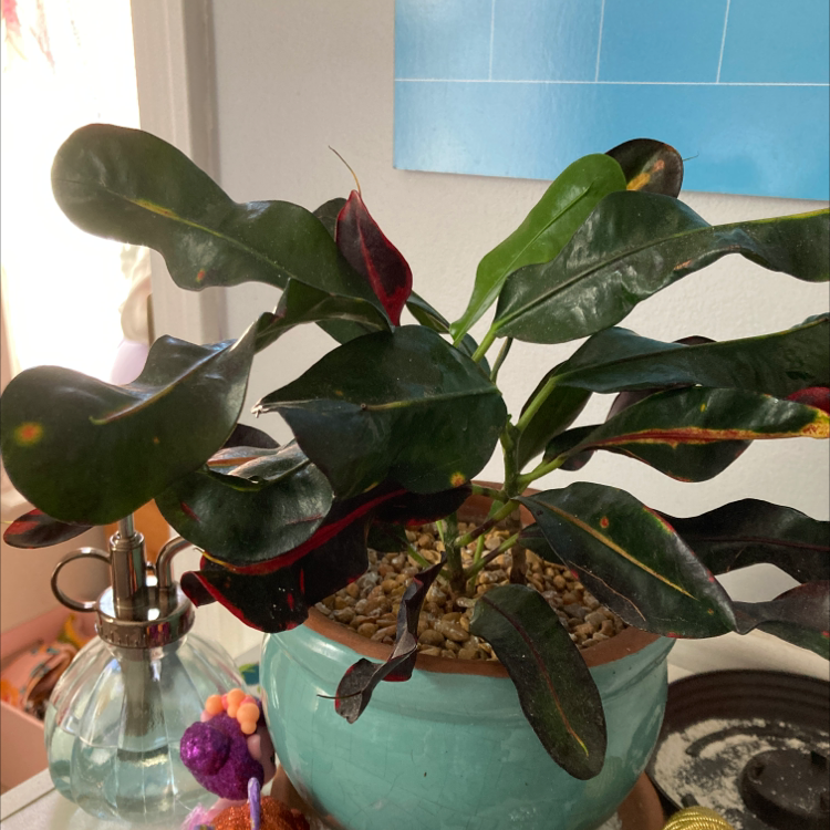 Photo of the plant species Croton Mammy by @emily_henninger named Charles on Greg, the plant care app