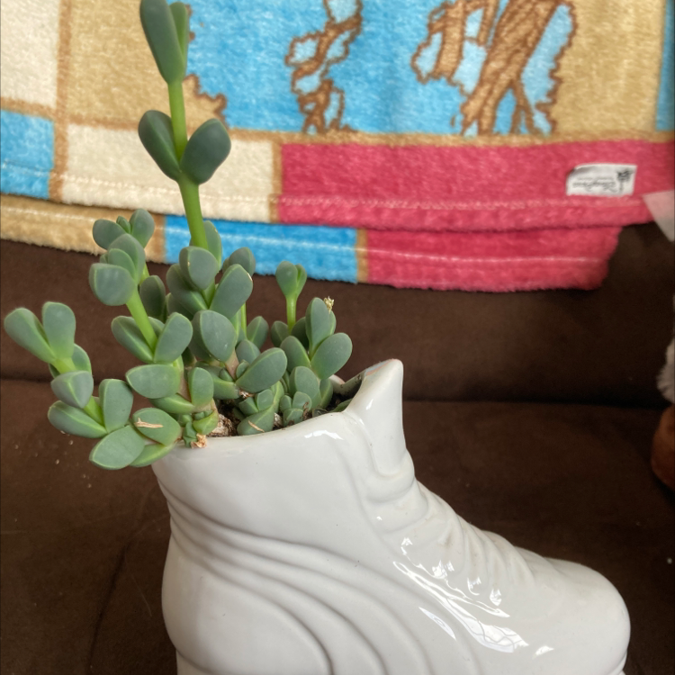 Ice plant plant photo by @emily_henninger named Lily on Greg, the plant care app.
