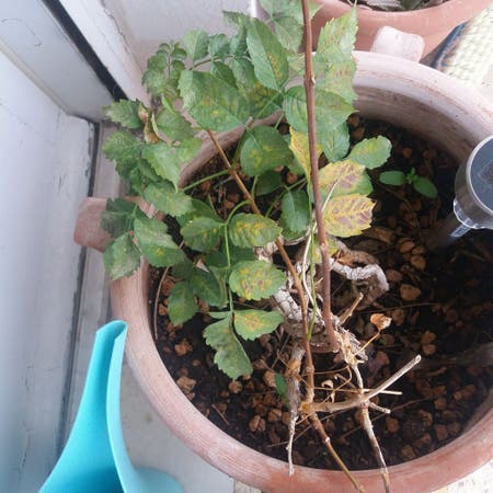 Photo of the plant species Western Poison Oak by Noblyagboy named Sage on Greg, the plant care app