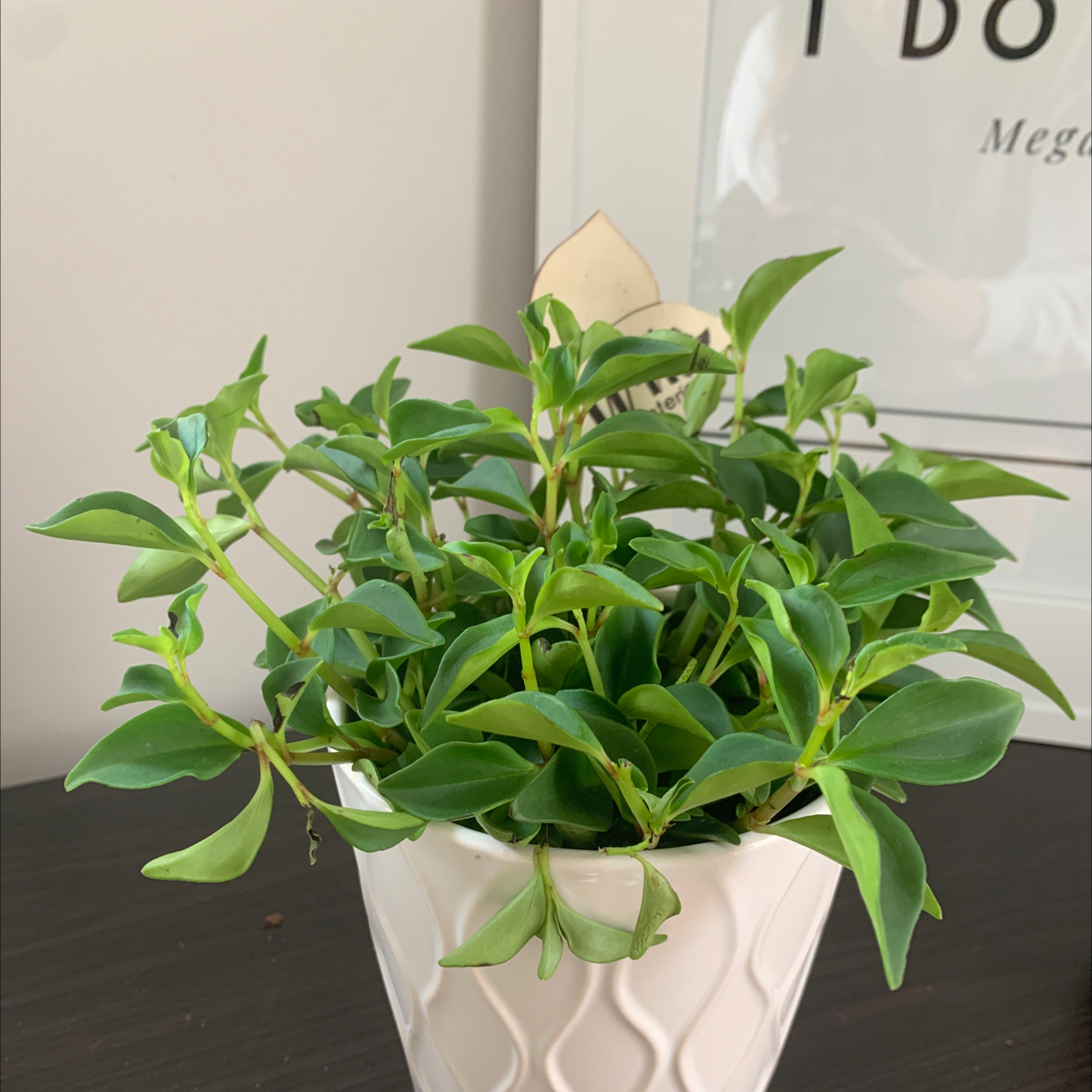 Healthy Radiator Plant in a white pot with vibrant green leaves.