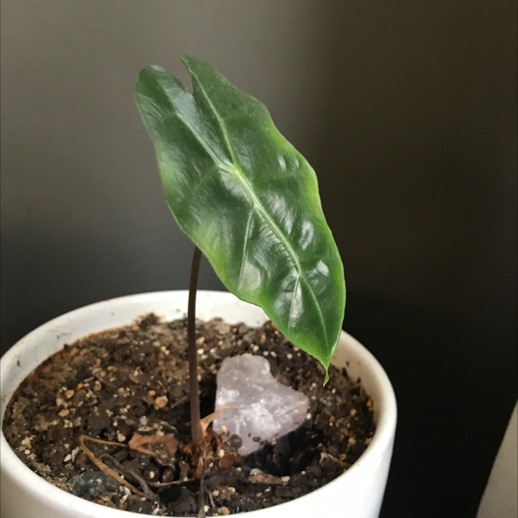 Green Velvet Alocasia plant in a white pot with visible soil and a healthy green leaf.