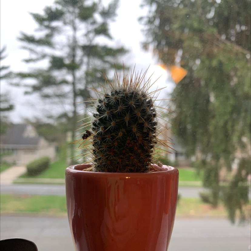 Correll's Hedgehog Cactus in a red pot near a window.