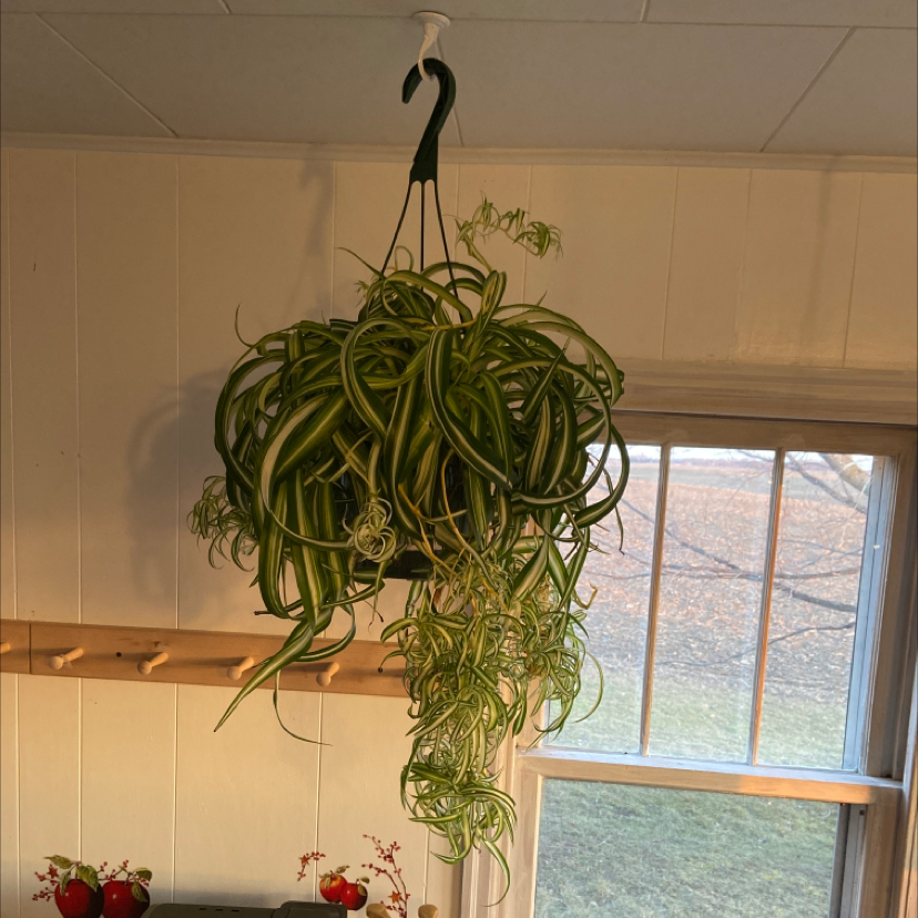 Hanging Curly Spider Plant with green and white striped leaves in an indoor setting.