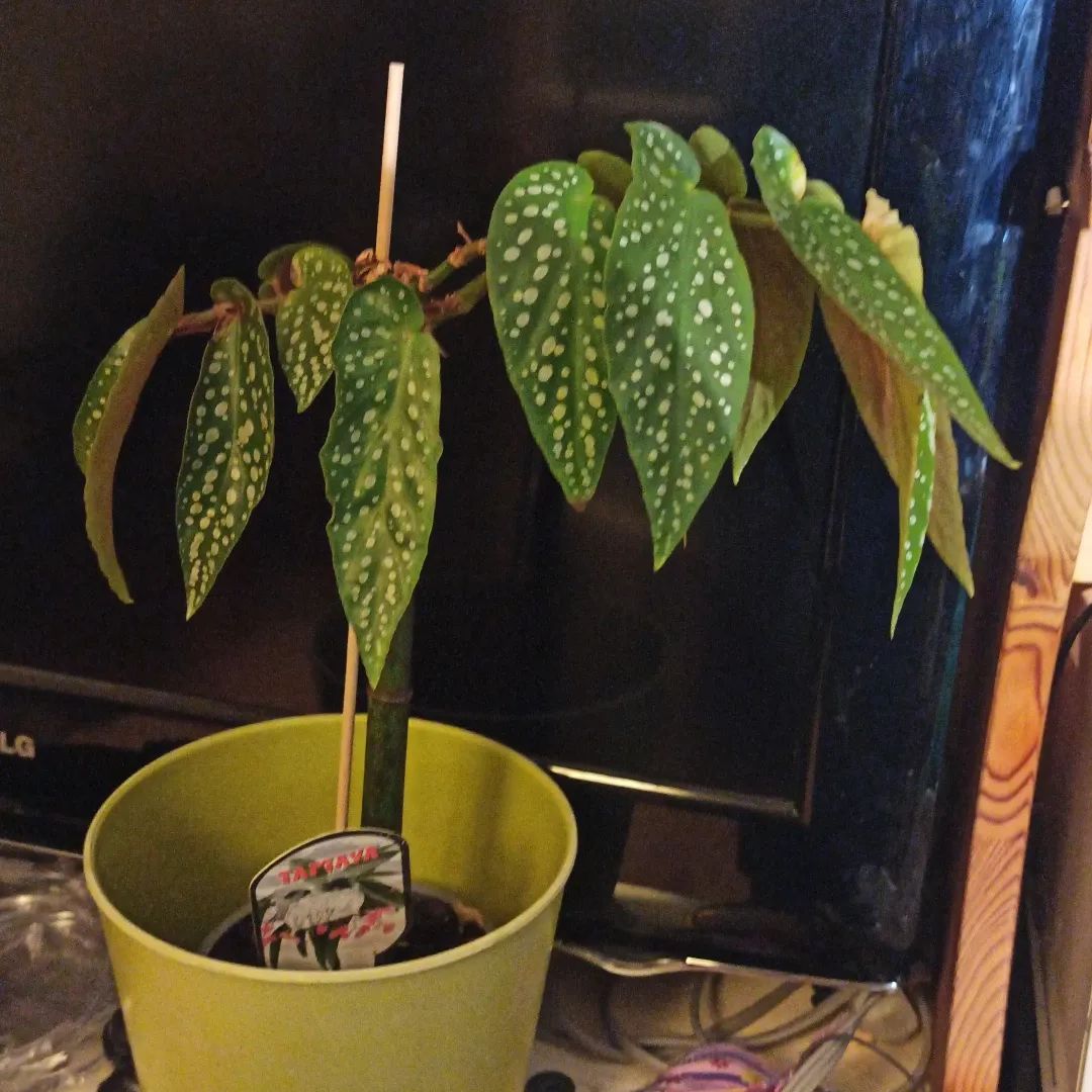 Photo of the plant species Begonia Bamboo by @orugami named Tamaya on Greg, the plant care app