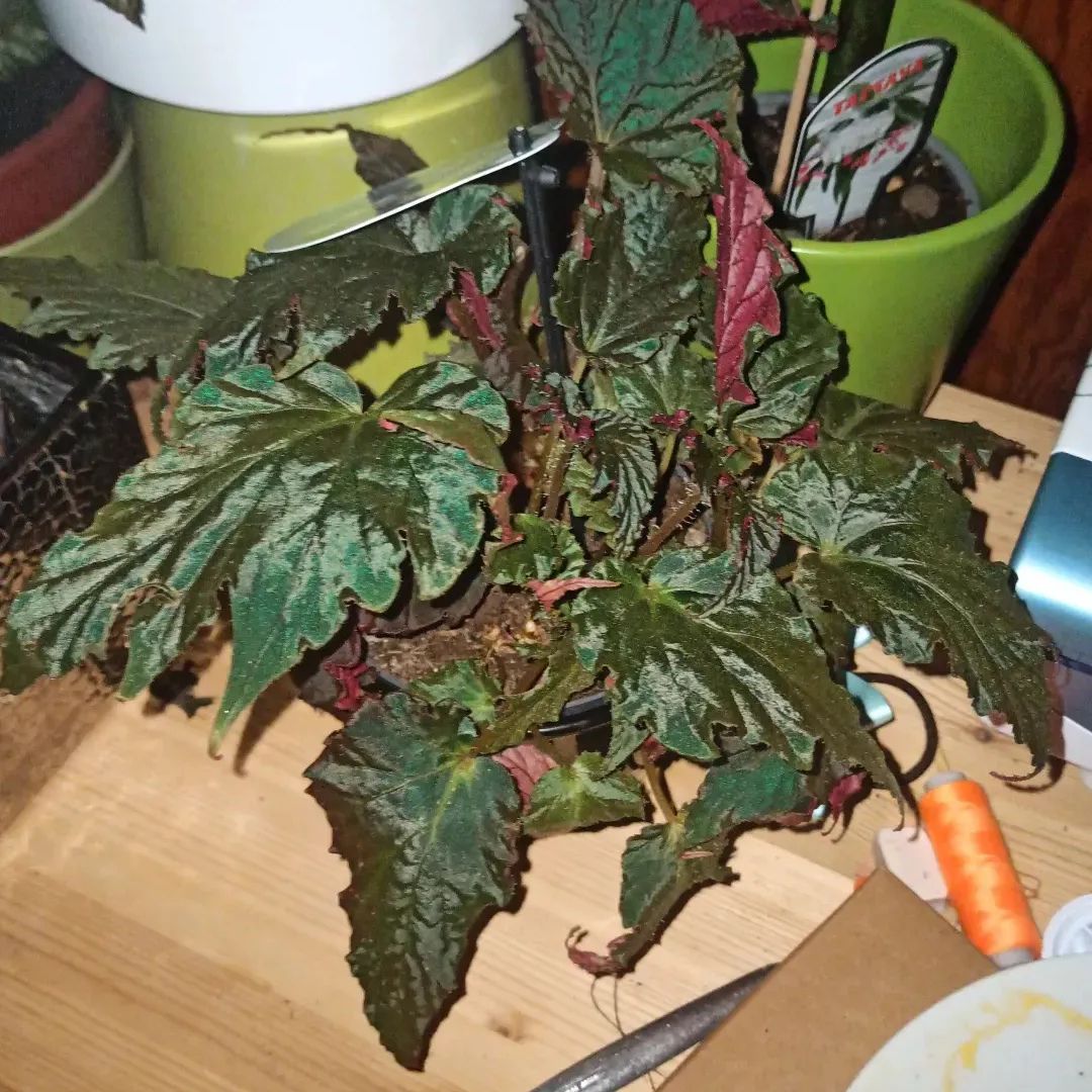 Photo of the plant species Begonia 'Burning Bush' by @orugami named Midnight on Greg, the plant care app