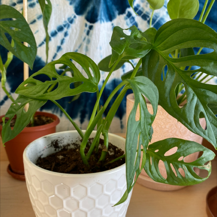 Healthy Monstera deliciosa plant with vibrant green perforated leaves growing in a white honeycomb textured ceramic pot.