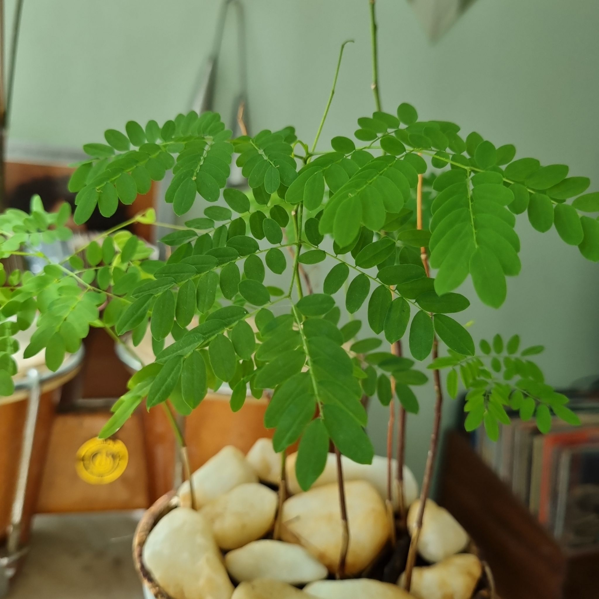 Dwarf Poinciana plant with healthy green leaves in a pot with white stones.