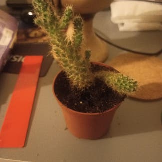 Lady Finger Cactus plant in Brno, South Moravian Region