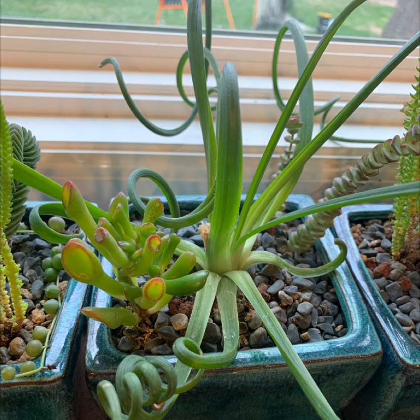 Frizzle Sizzle plant with curly leaves in a pot on a windowsill, surrounded by other plants.