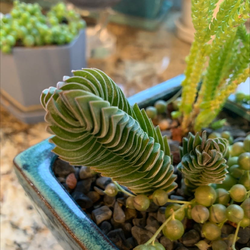 Crassula 'Buddha's Temple' plant in a pot with well-defined, stacked leaves. Background includes another plant.