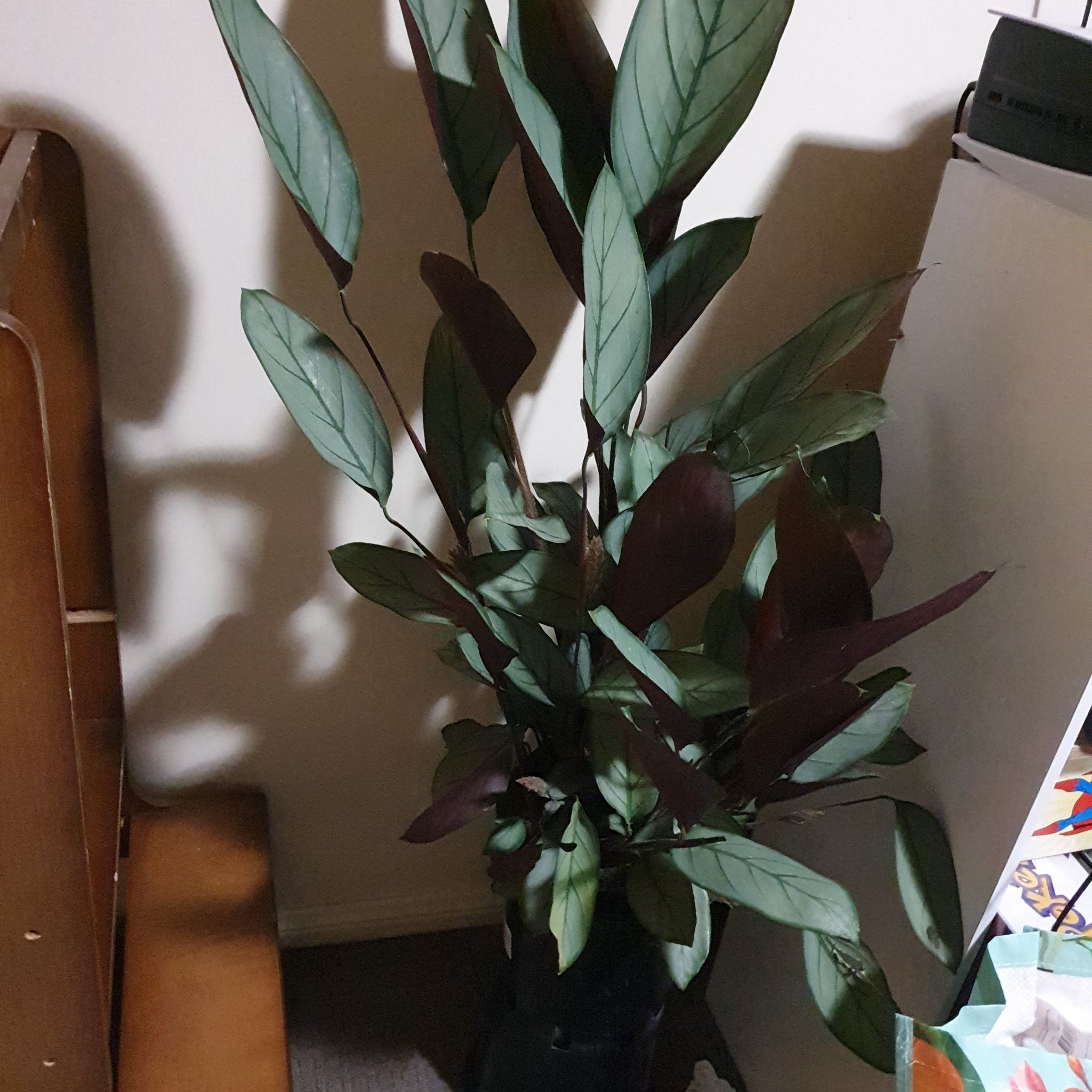 Never Never Plant 'Grey Star' with healthy green and dark purple leaves.