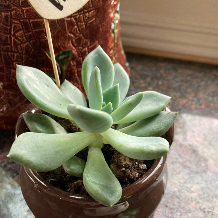 Healthy Jenny's Stonecrop succulent in a small pot with visible soil.