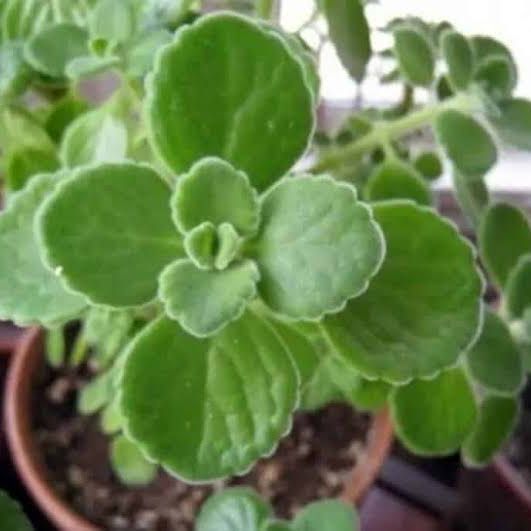 Photo of the plant species Plectranthus Amboinicus by @GutsyHardykiwi named Rupert (Regalo) on Greg, the plant care app